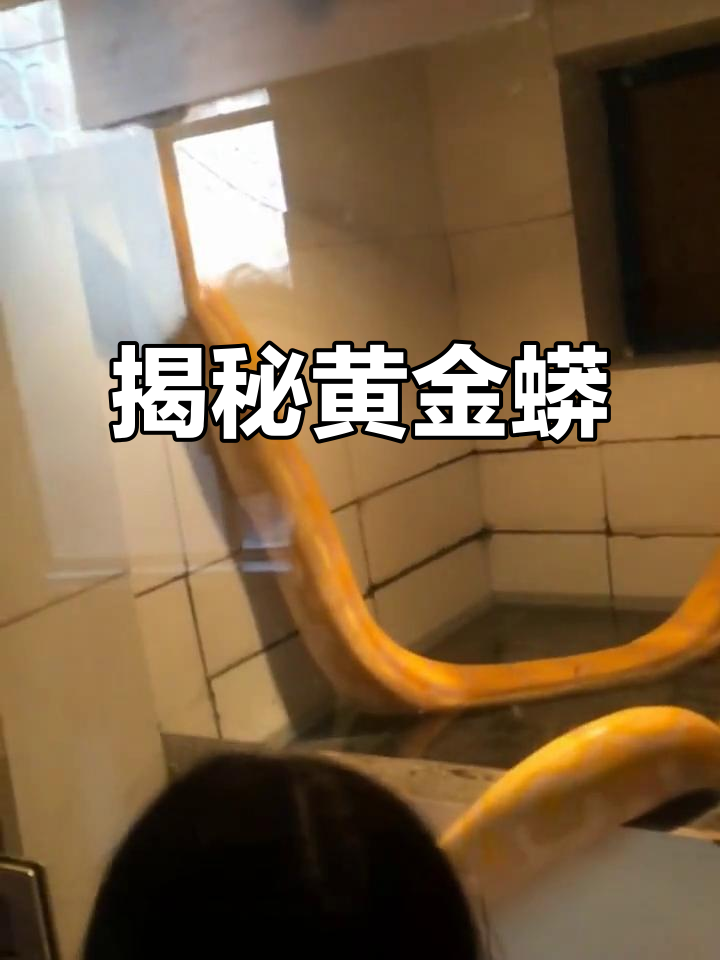 黄金蟒的神秘魅力,探秘这种稀有蛇种
