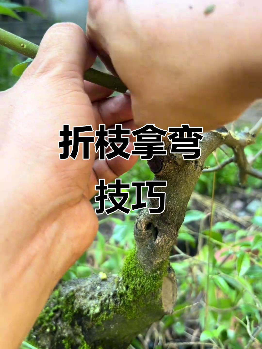 金弹子盆景折枝技巧,轻松打造独特造型