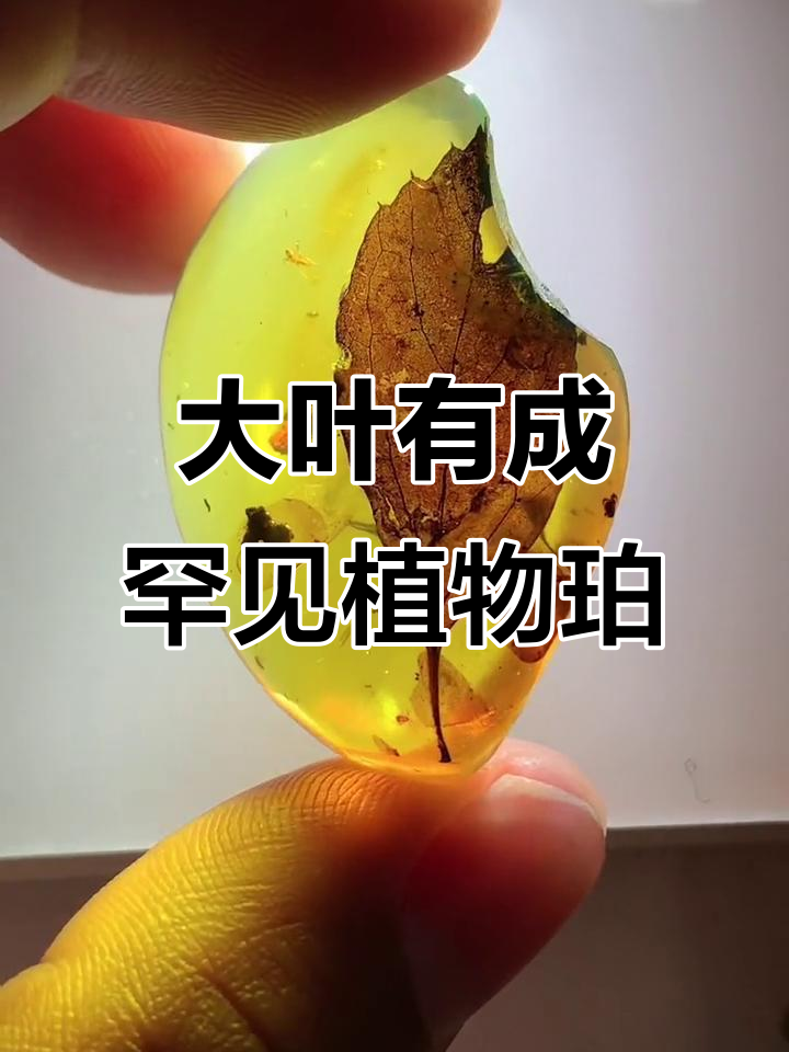 缅甸稀有植物珀,大叶清晰可见,虫花共存