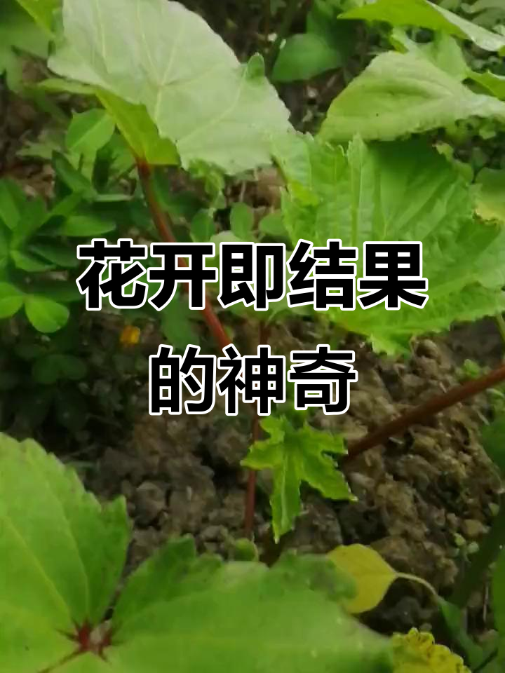 秋葵:开花结果,一气呵成!