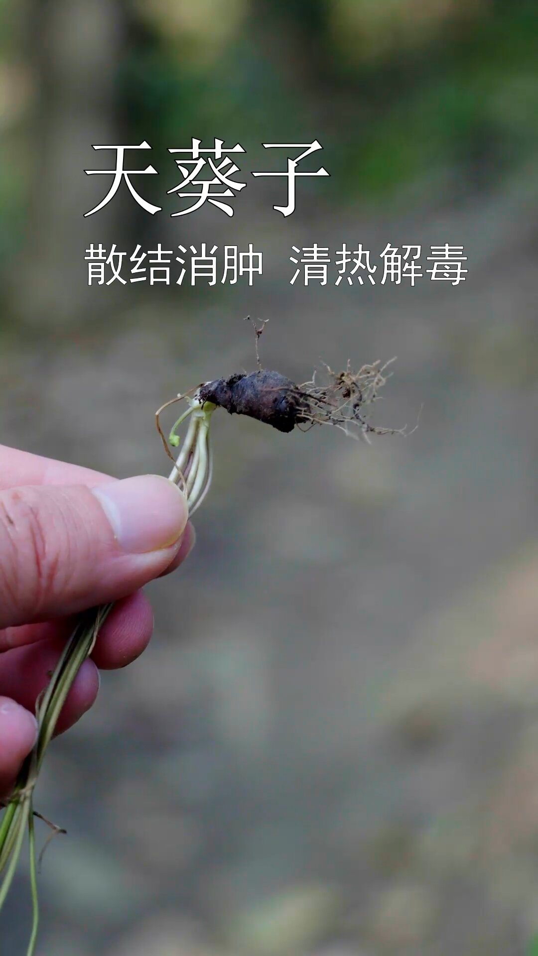 看看叫"千年老鼠屎"的中药-度小视