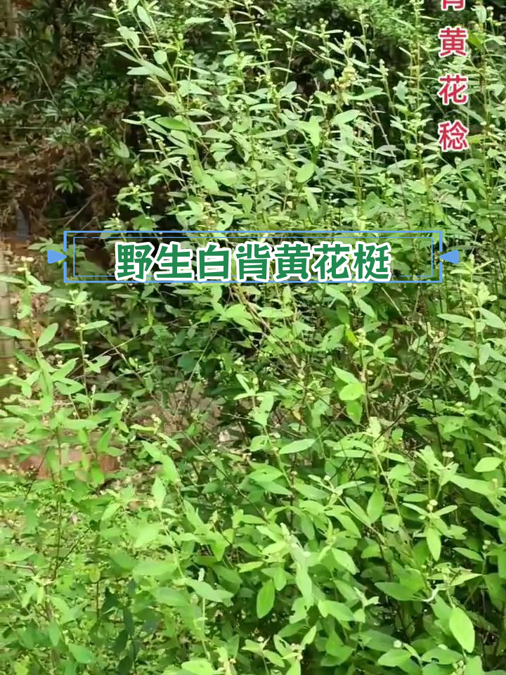 白背草药用价值图片