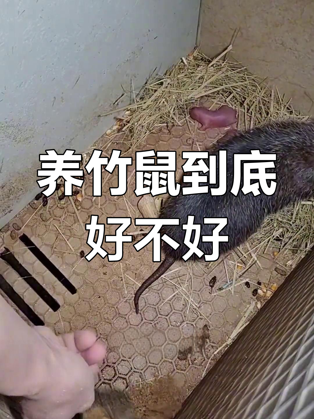 竹鼠养殖难吗?成功与失败的真实感受