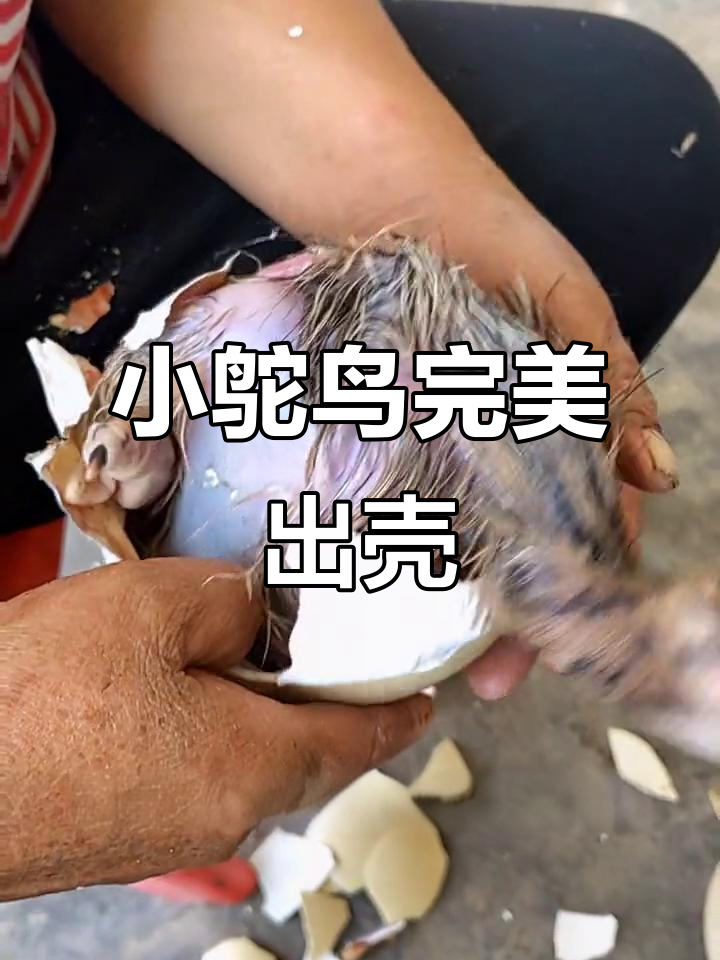 四川鸵鸟苗孵化42天,小生命破壳而出