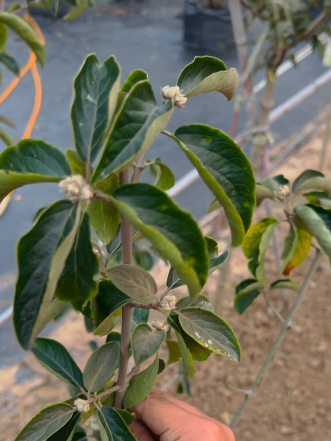 为什么中华木绣球叶子很茂盛但是花苞很少