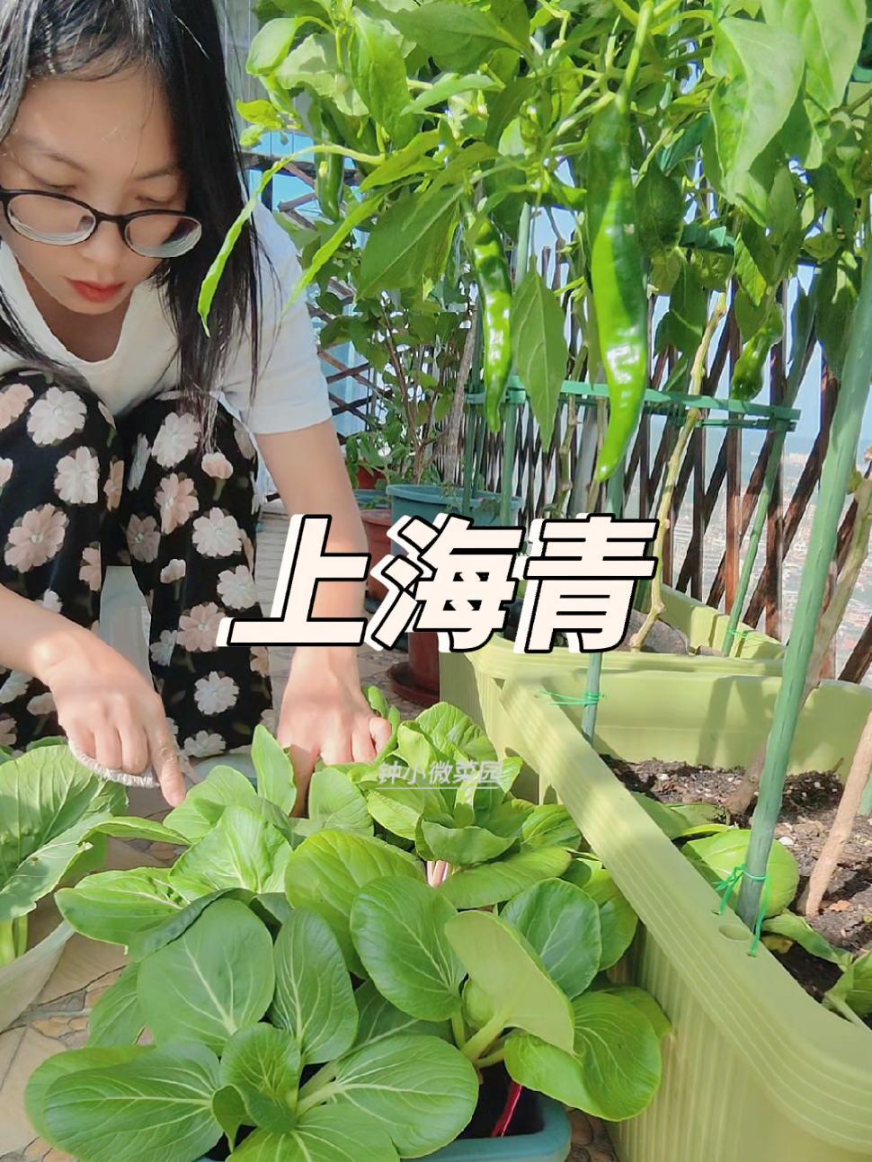 种植小技巧 阳台种菜 我的小菜园上海青