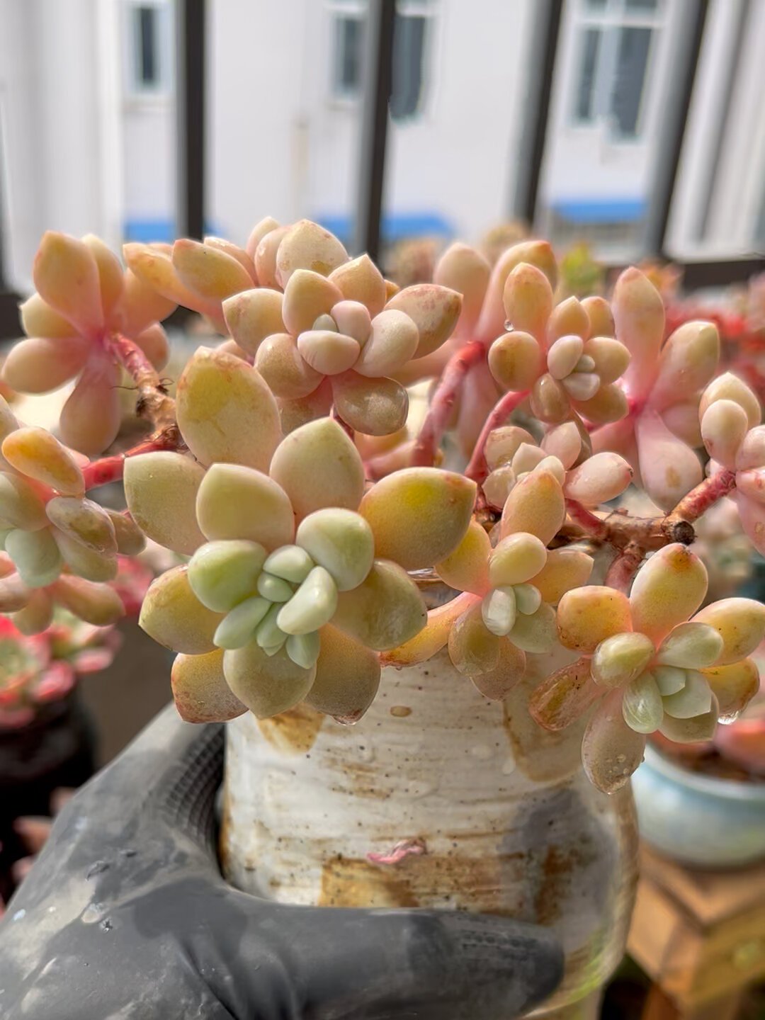 雪桃,很美的一颗"多肉树"-度小视