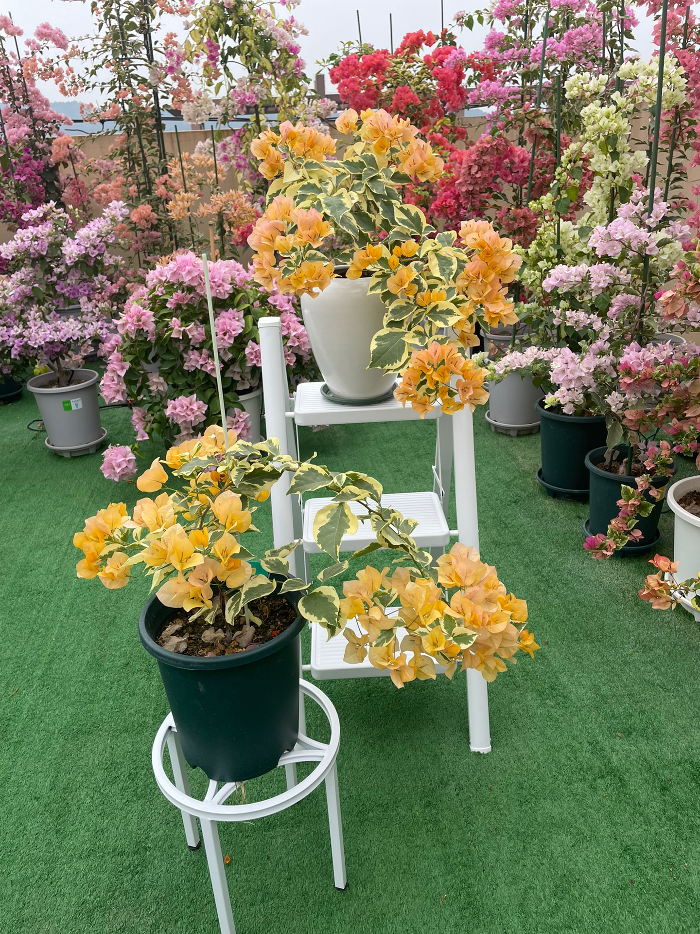 金边黄三角梅/黎明三角洲三角梅