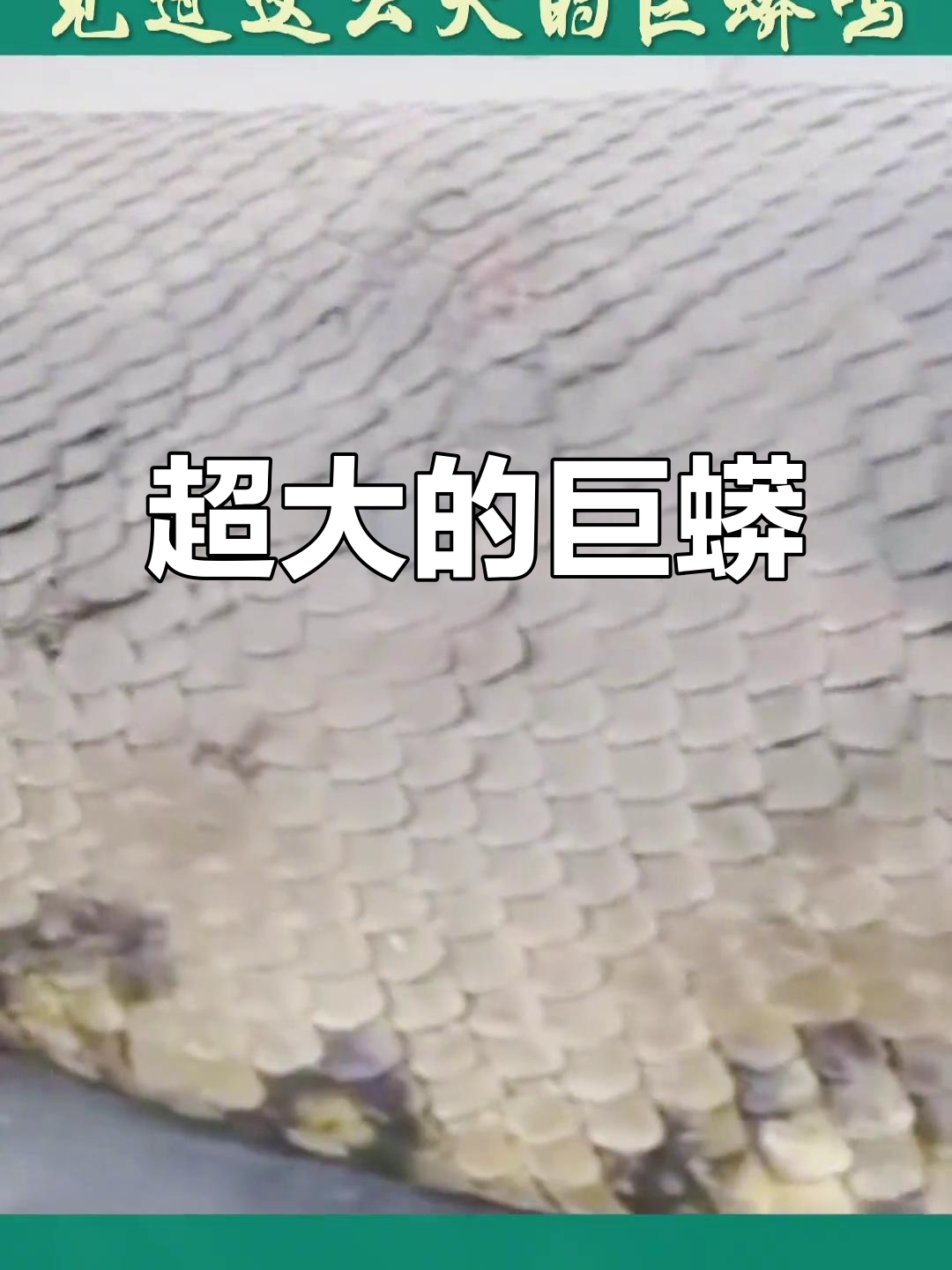 见过这么大的巨蟒吗?简直让人不敢相信!