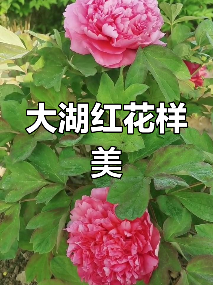 牡丹大胡红:美丽又低调的经典品种