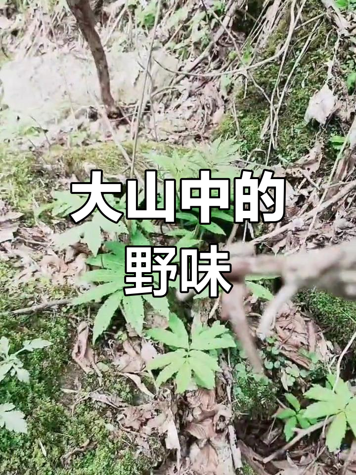 见过这野生狼菜吗?纯天然,大山里的珍稀美味!