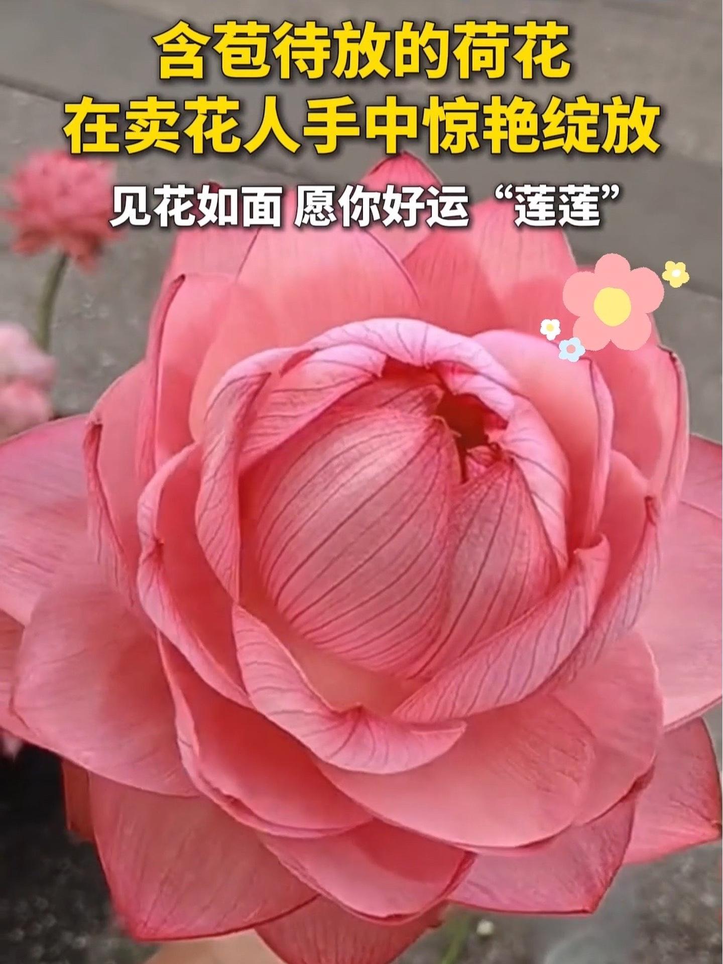 见花如面,愿你好运"莲莲" 见花如面 荷花 见者好运