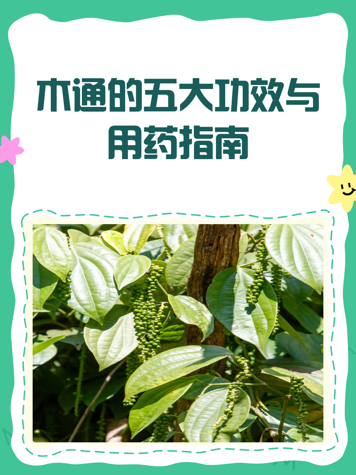 木通不只是通!揭秘它的五大神奇功效