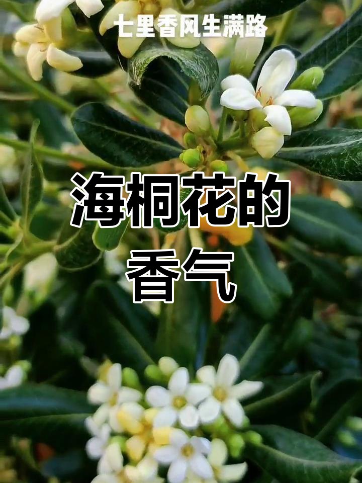 海桐花香图片