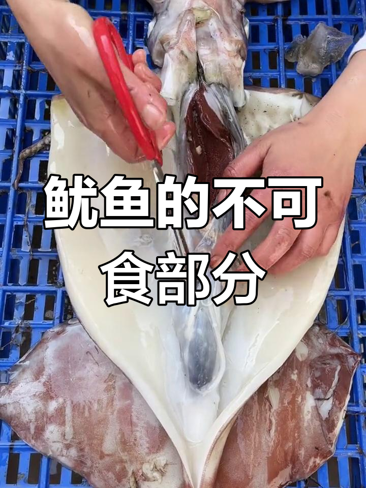 鱿鱼内部大揭秘,看看这些部位能不能吃