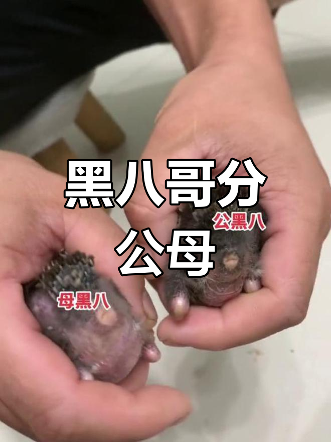 八哥鸟公母分辨,黑八哥性别大揭秘