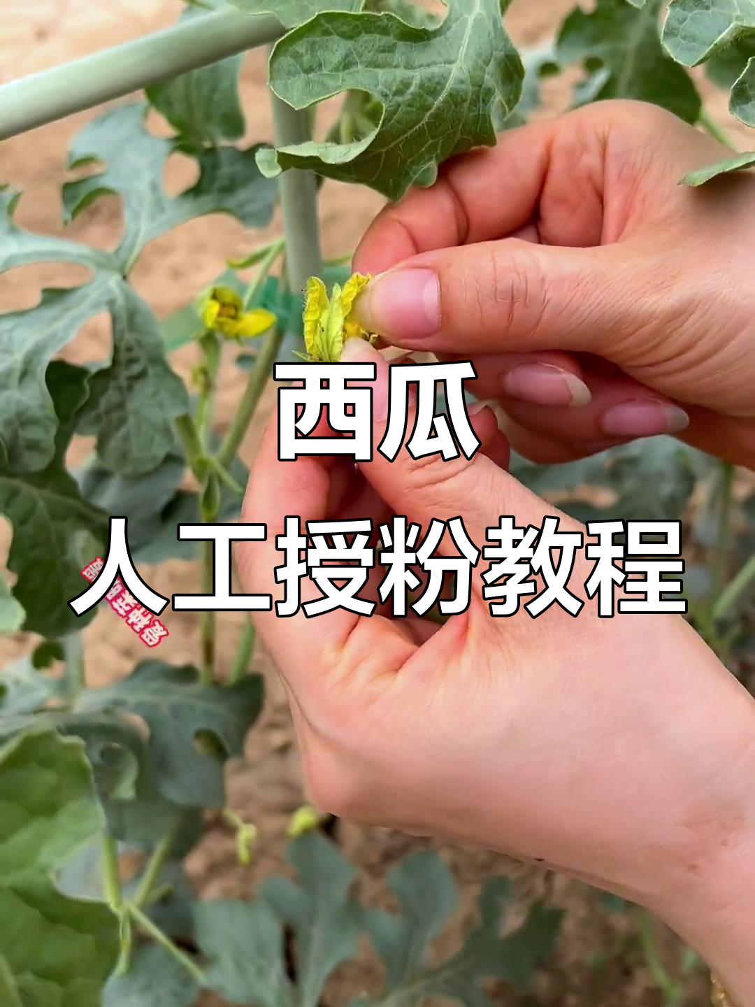 西瓜人工授粉技巧,轻松提高产量