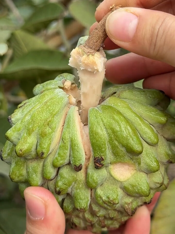 释迦果的正确吃法