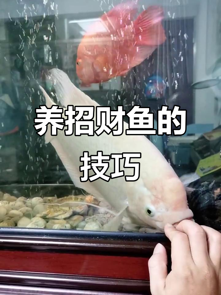 招财鱼:财运滚滚来,如何养好它?
