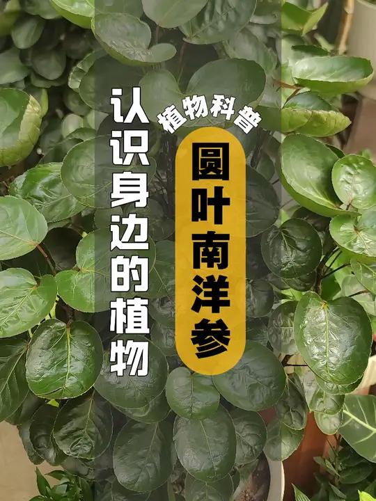 圆叶南洋参风水图片