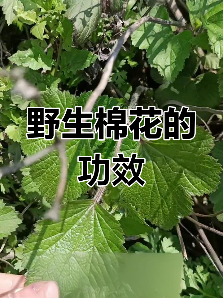 野棉花根部的神奇作用,驱虫解毒效果惊人
