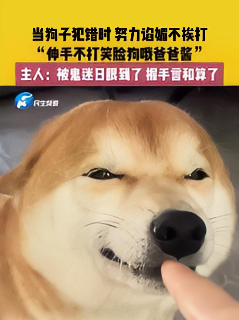 3月28日(发布),浙江,当狗子犯错时 努力谄媚不挨打,"伸手不打笑脸狗哦