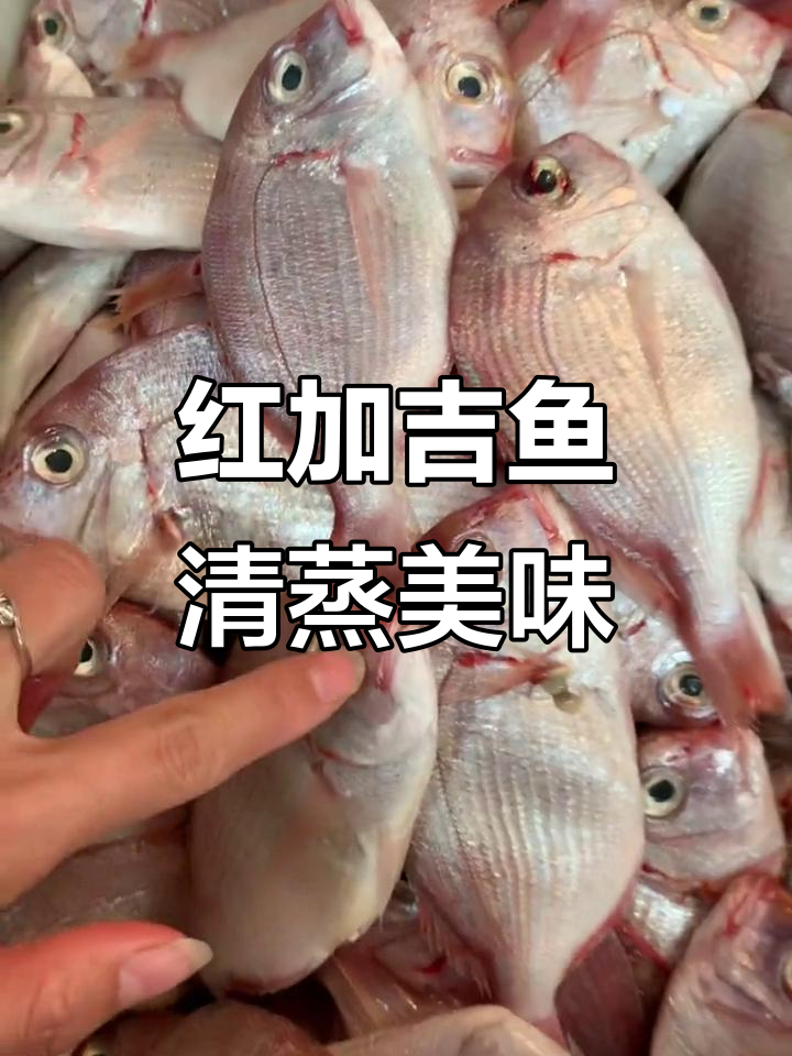 野生红加吉鱼清蒸红烧,鲜美无比,肉质厚实