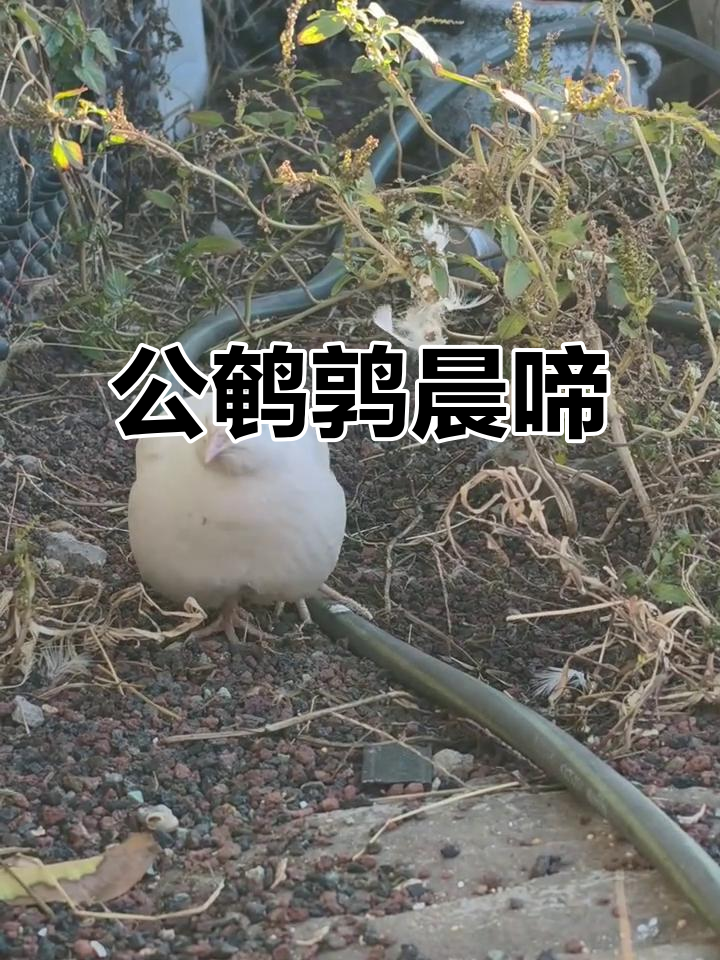 清晨,公鹌鹑鸣叫几声,母鸟轻声回应