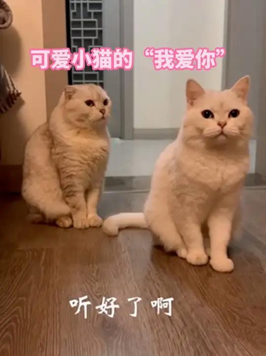 可爱小猫的"我爱你" 猫咪 猫学说普通话 猫说话