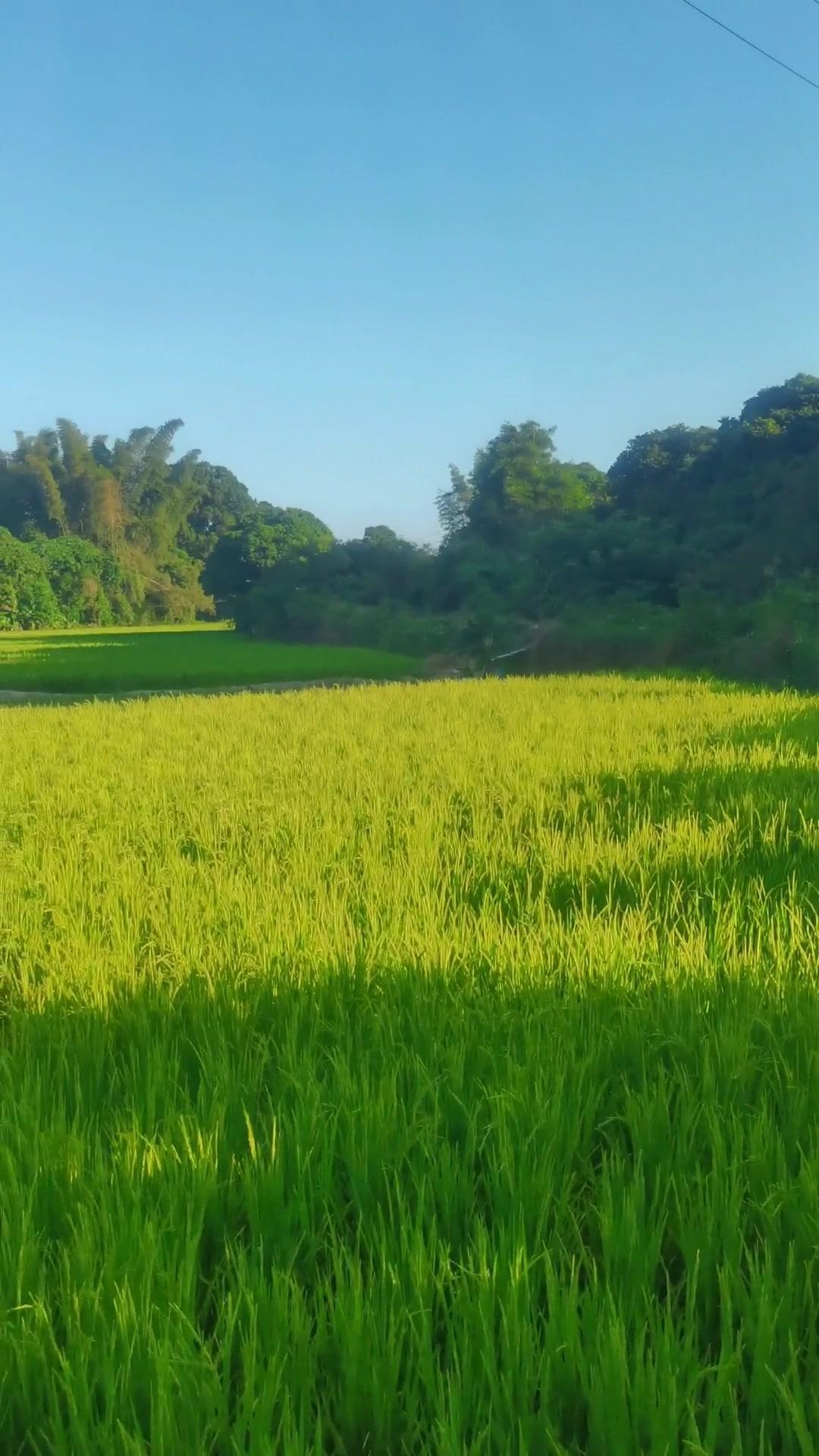 很多北方的朋友应该都不认识 稻田风光美如画 原生态乡村生活