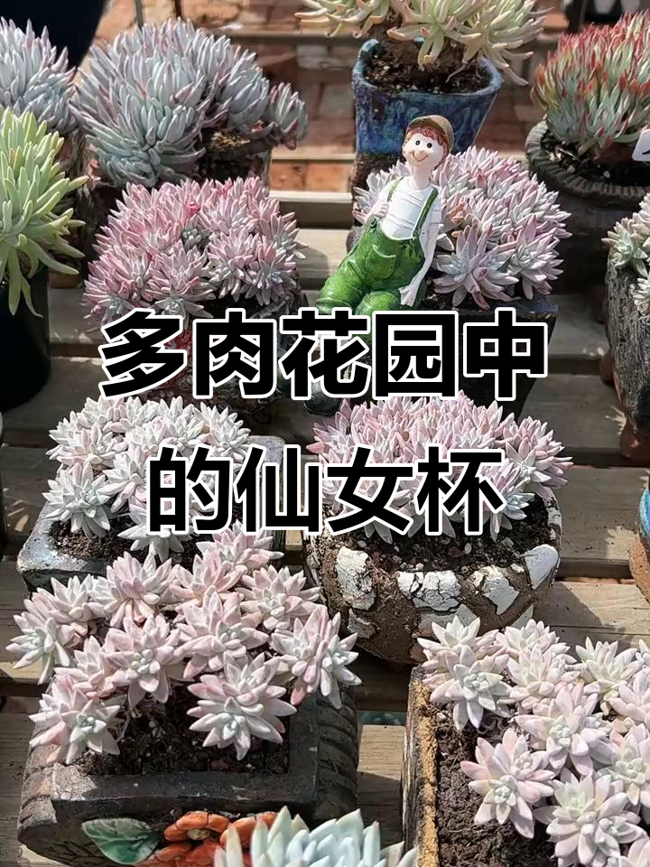 青岛植迷园艺:仙女杯系列多肉植物,美丽与精致并存