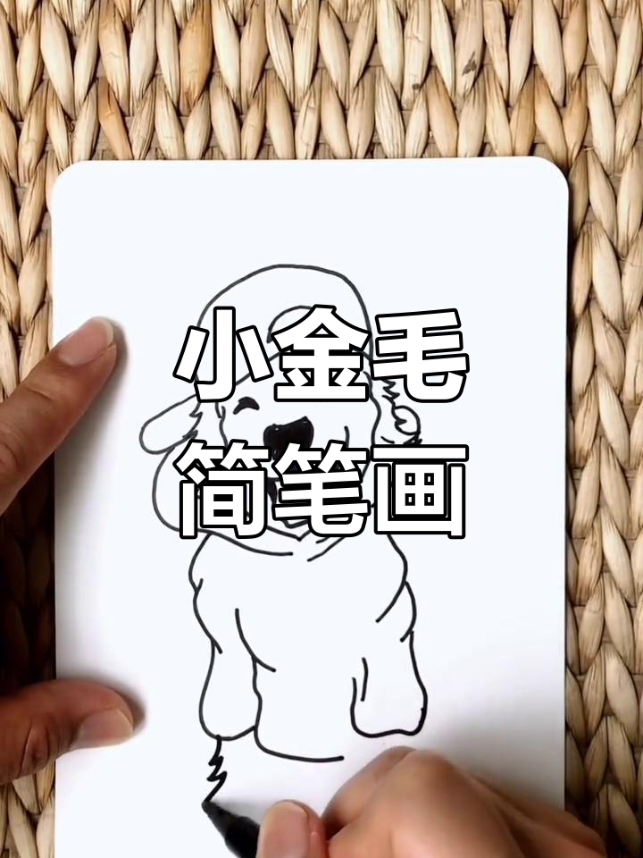 画出一只超萌小金毛,简单又可爱!