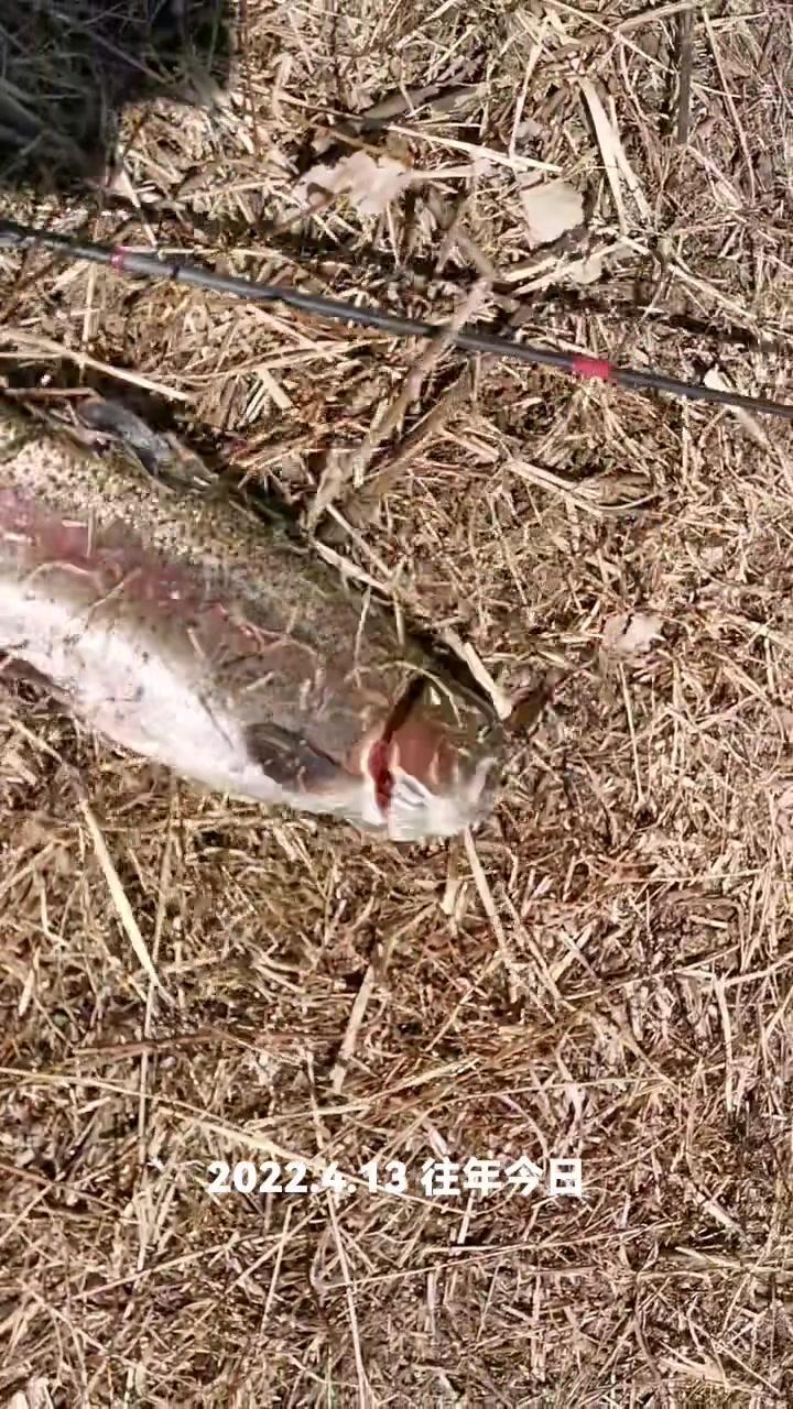 溪流路亚 虹鳟鱼 户外路亚 鱼获 野钓路亚 虹鳟鱼-度小视