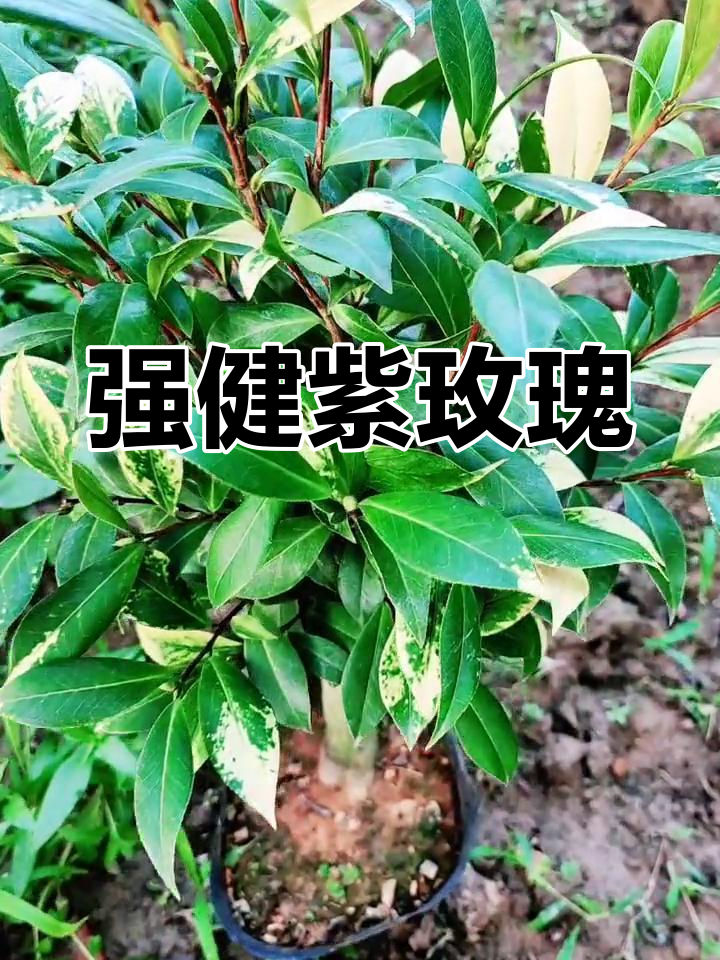 紫玫瑰茶花介绍图片