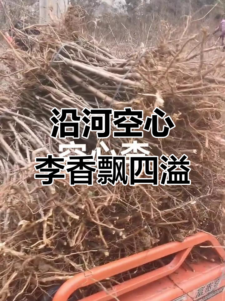 贵州沿河空心李,香气扑鼻的家乡味