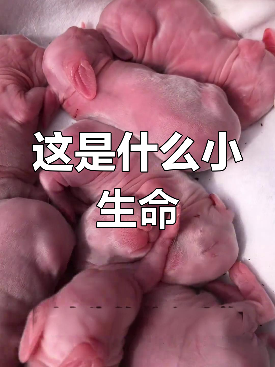 刚出生的小动物,你能猜出来吗?