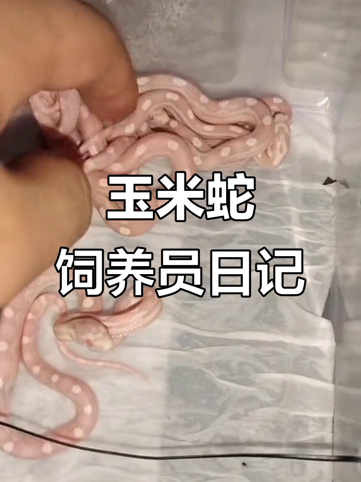 人工养殖玉米蛇,雪白圈的神奇宠物日常