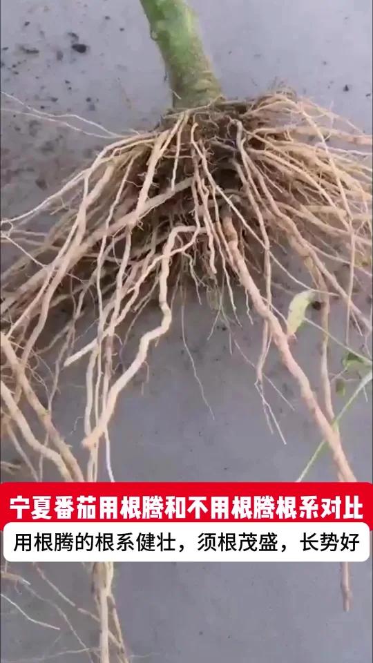 番茄想长好?生长期看根系!