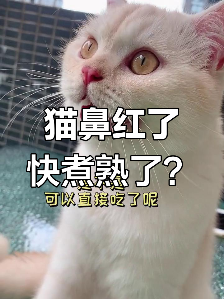 猫咪运动后鼻子变红,像熟透了一样!