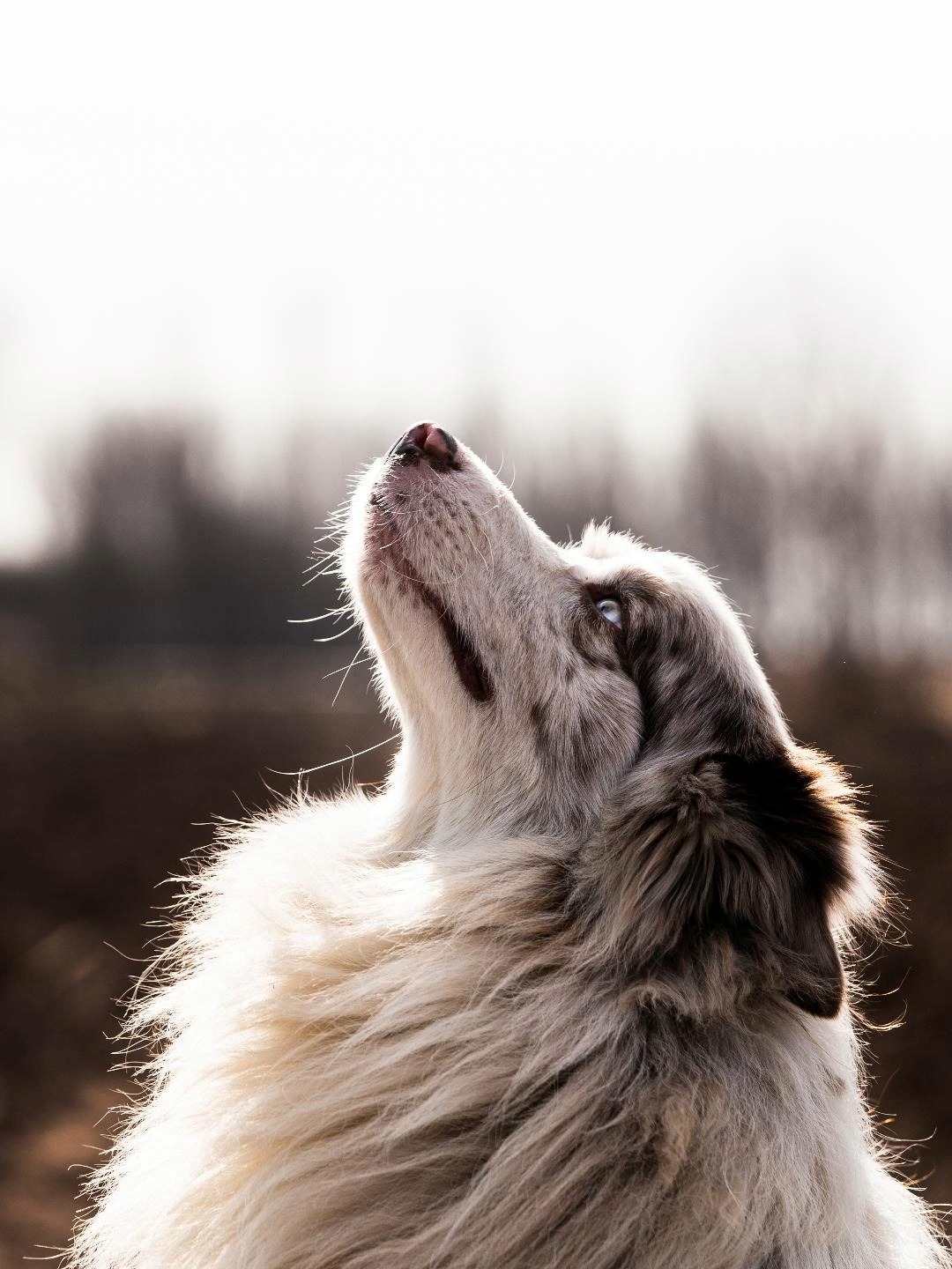 没想到陨石色的边牧颜值这么高,大意了!