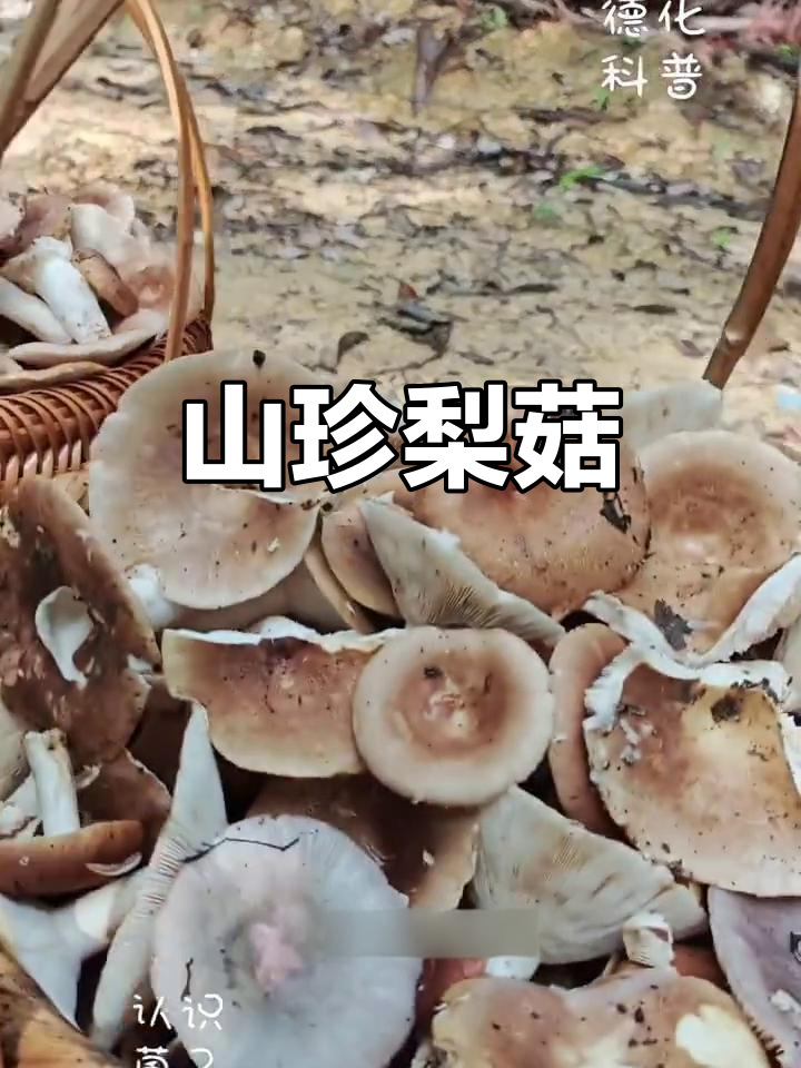 梨菇:深山珍品,鲜美又营养
