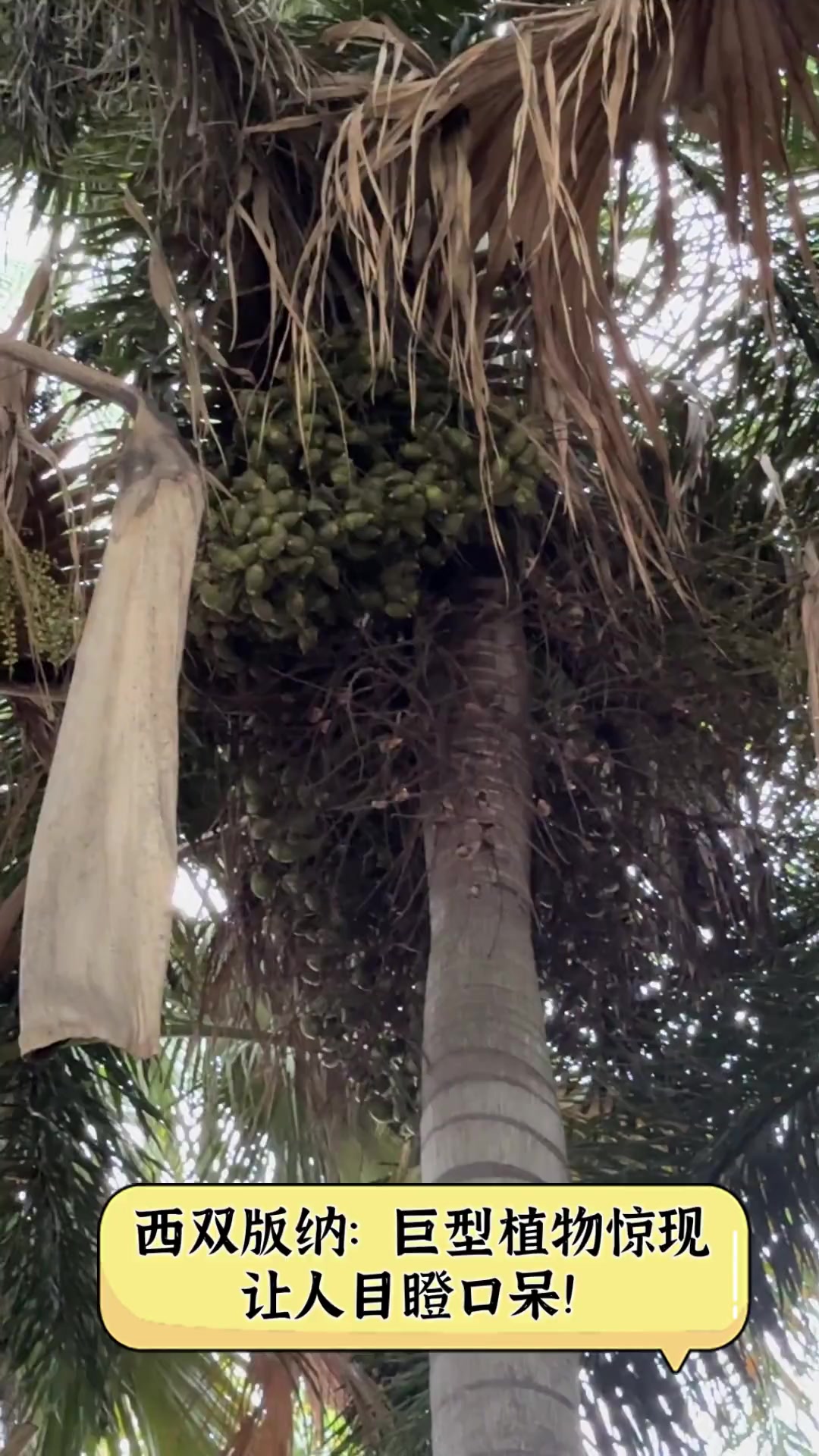 西双版纳:巨型植物惊现,让人目瞪口呆!