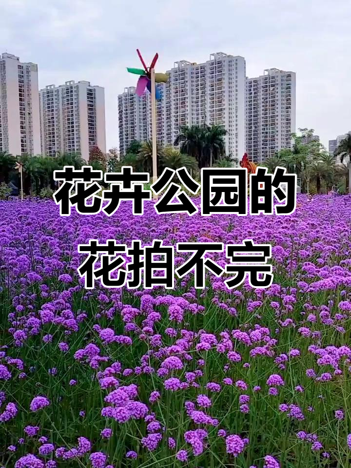 南宁花卉公园:花海无边,四季皆美
