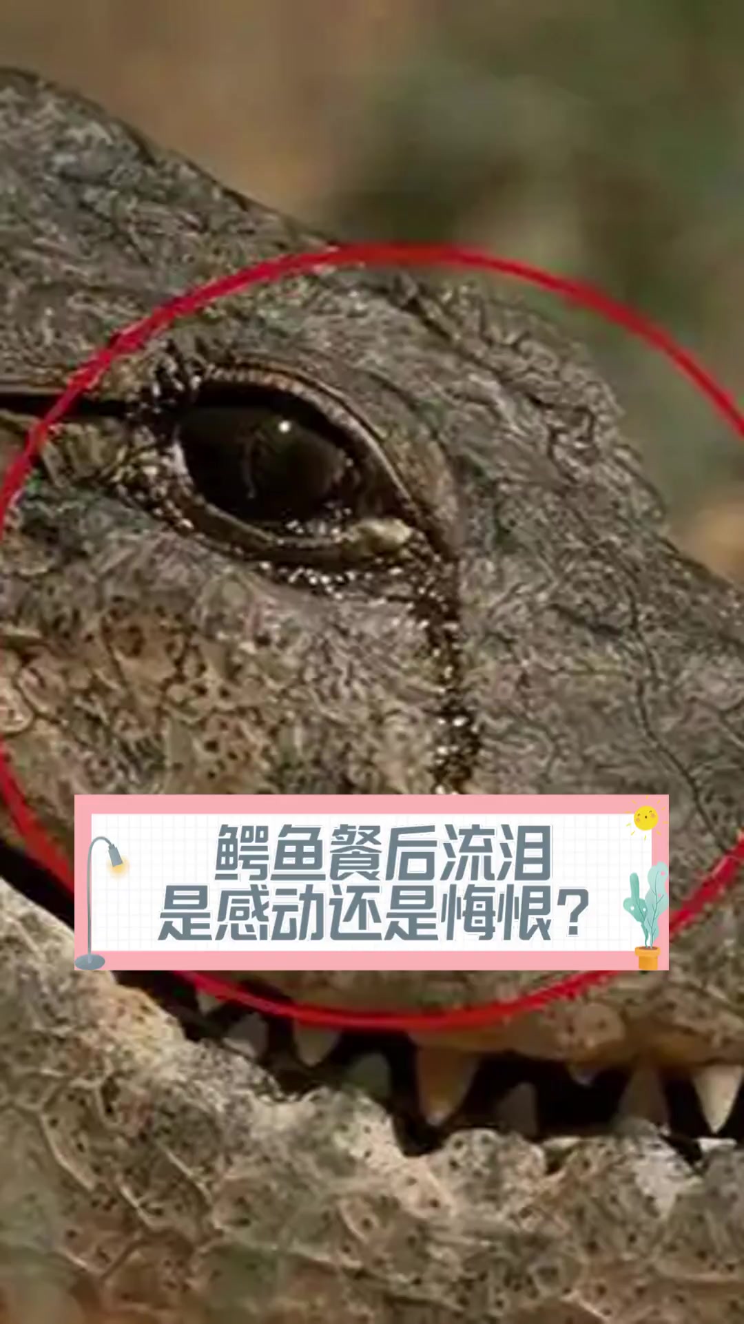 鳄鱼餐后流泪,是感动还是悔恨?