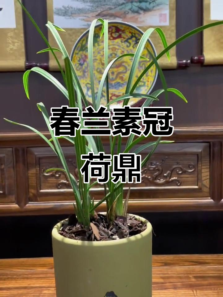 春兰素冠荷鼎,带花苞的兰花之美