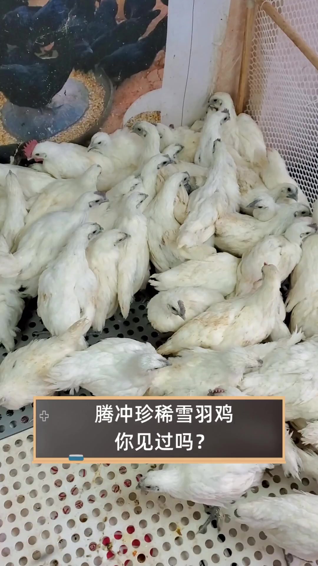 腾冲珍稀雪羽鸡,你见过吗?
