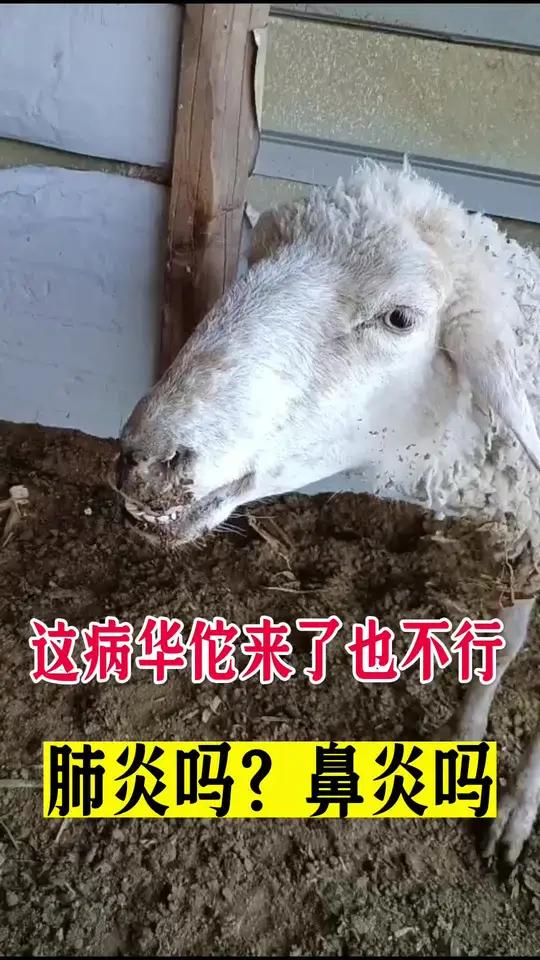 这个谁来了也不好使,羊喘,鼻炎,肺炎
