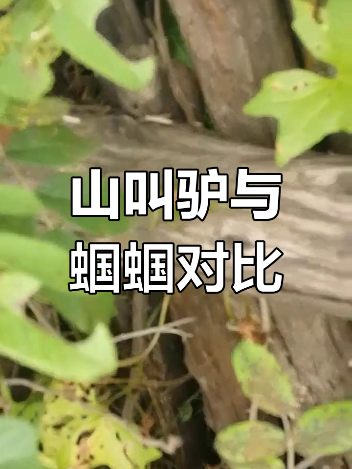"山叫驴"外形似蝈蝈,叫声沙哑独特