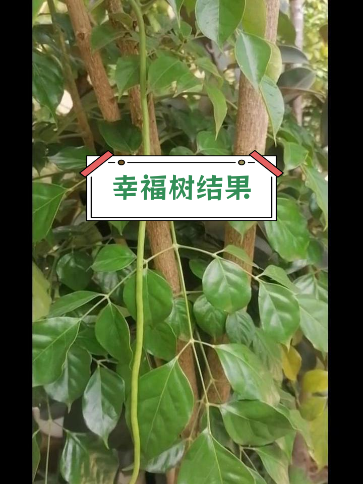 幸福树开花结豆角,种子满盈
