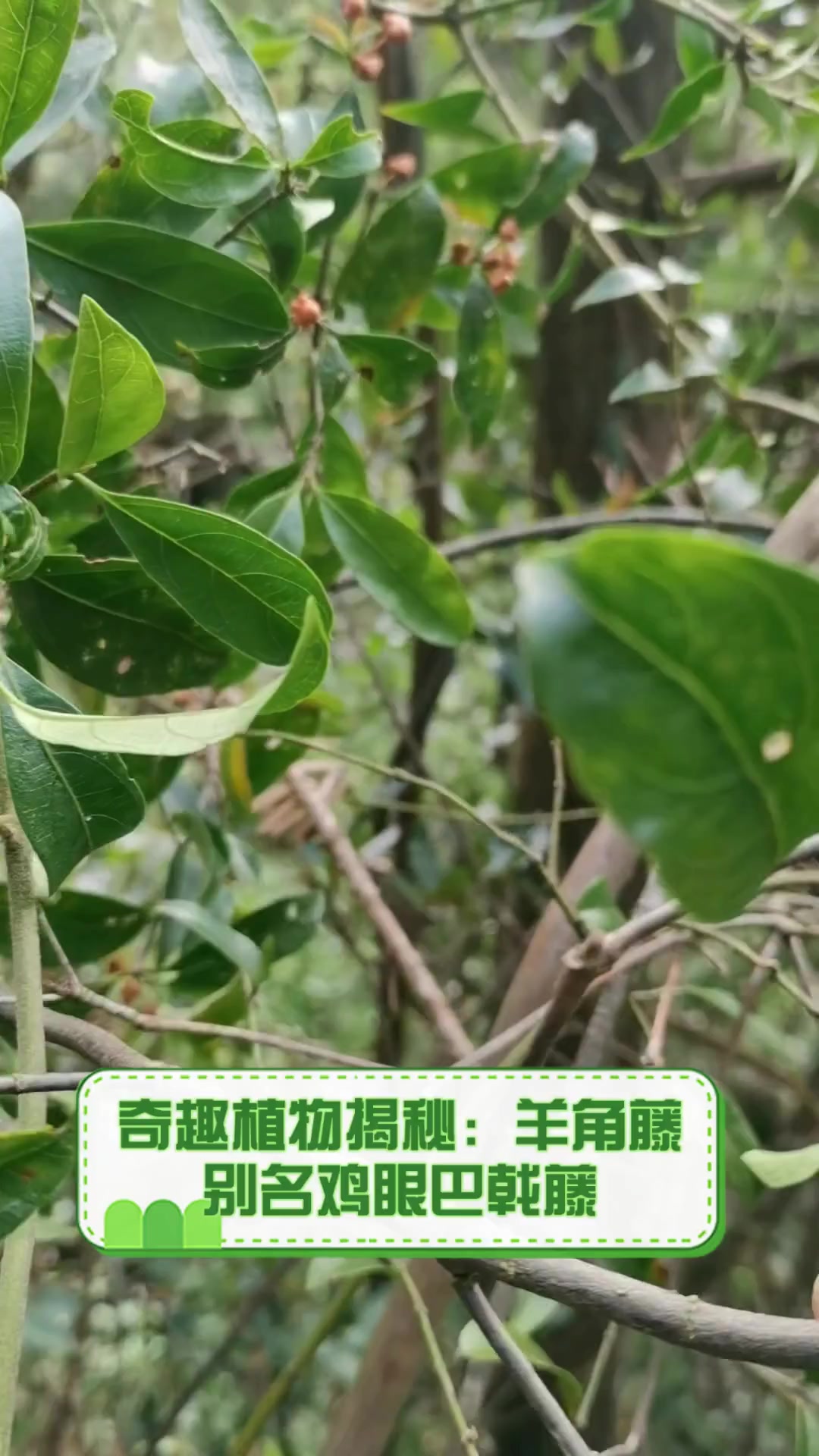 奇趣植物揭秘:羊角藤,别名鸡眼巴戟藤